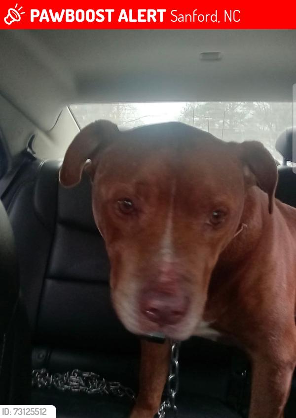 Lost Male Dog last seen Sherffi Watson Rd, Sanford, NC 27332