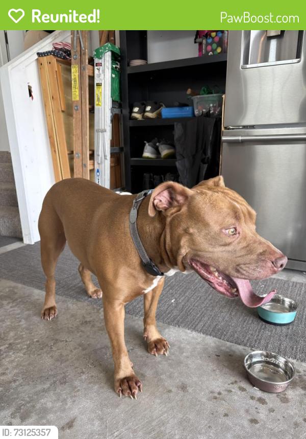 Reunited Unknown Dog last seen Near Canterbury Ln, Bourbonnais, IL 60914, USA, Bourbonnais, IL 60914