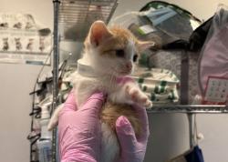 Shelter Stray Female Cat last seen Near E 79 Street, NEW YORK, NY, 10075, 326 E 110th St, New York, NY 10029, USA