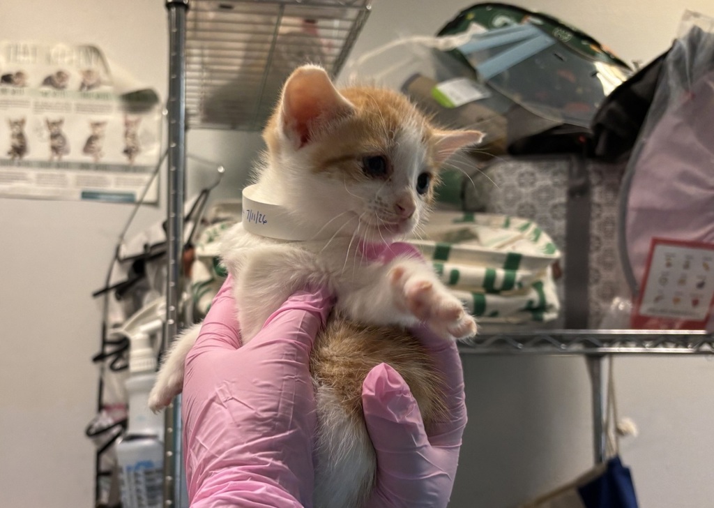 Shelter Stray Female Cat last seen Near E 79 Street, NEW YORK, NY, 10075, 326 E 110th St, New York, NY 10029, USA