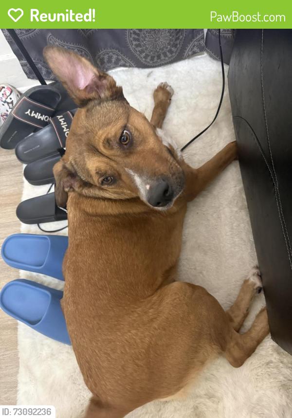 Reunited Female Dog last seen Creek mill park, Cleveland, OH 44105