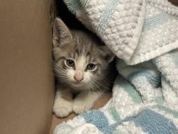 Shelter Stray Male Cat last seen Near Vermilyea Avenue, NEW YORK, NY, 10034, 326 E 110th St, New York, NY 10029, USA