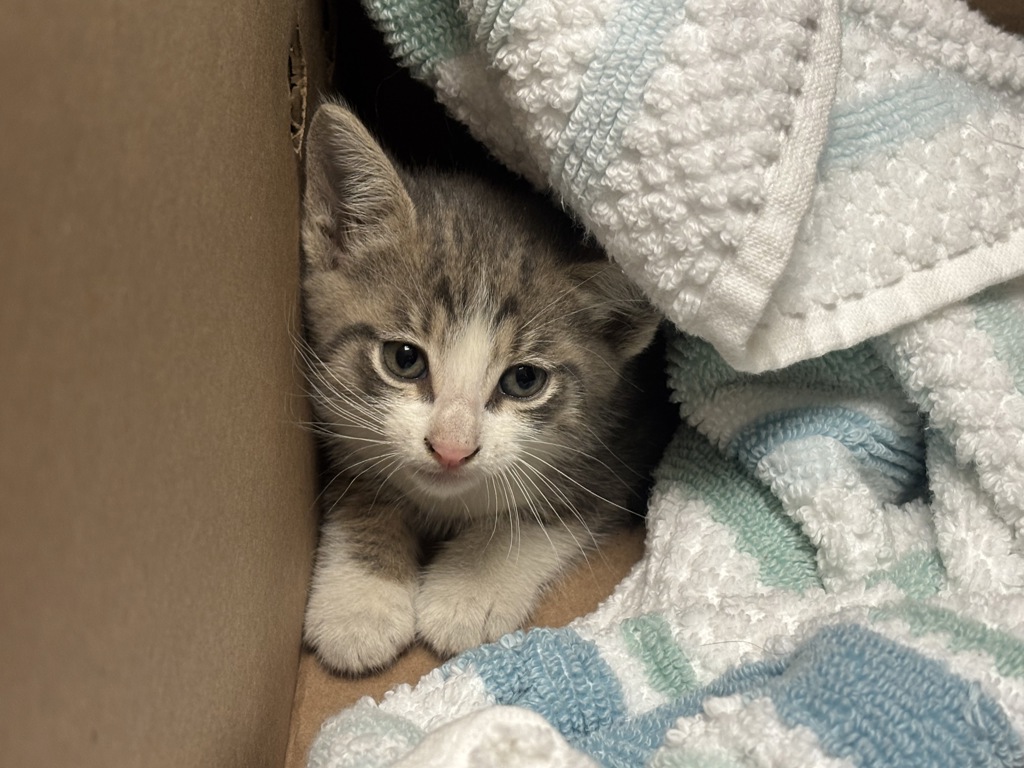 Shelter Stray Male Cat last seen Near Vermilyea Avenue, NEW YORK, NY, 10034, 326 E 110th St, New York, NY 10029, USA