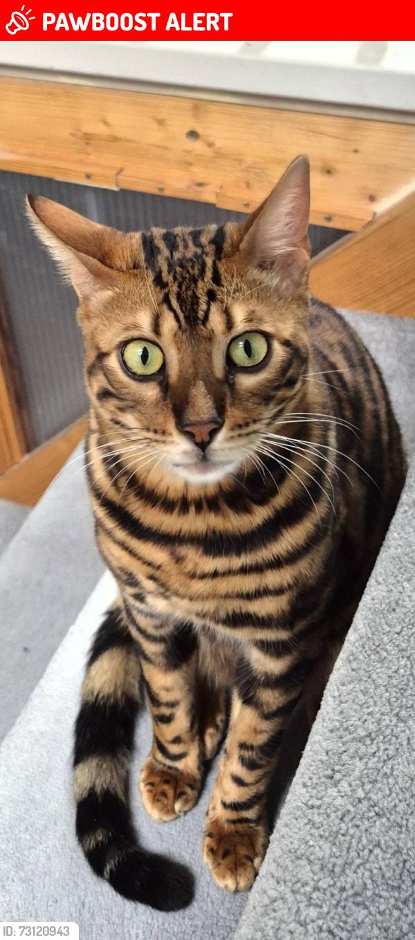 Lost Male Cat last seen Vauxhall Rd garden, Gloucestershire, England GL1 4EY