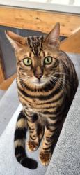 Lost Male Cat last seen Vauxhall Rd garden, Gloucestershire, England GL1 4EY