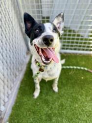 Shelter Stray Male Dog last seen Near W 3180 S, Magna Township, UT, 84044, 511 W 3900 S, Salt Lake City, UT 84123, USA