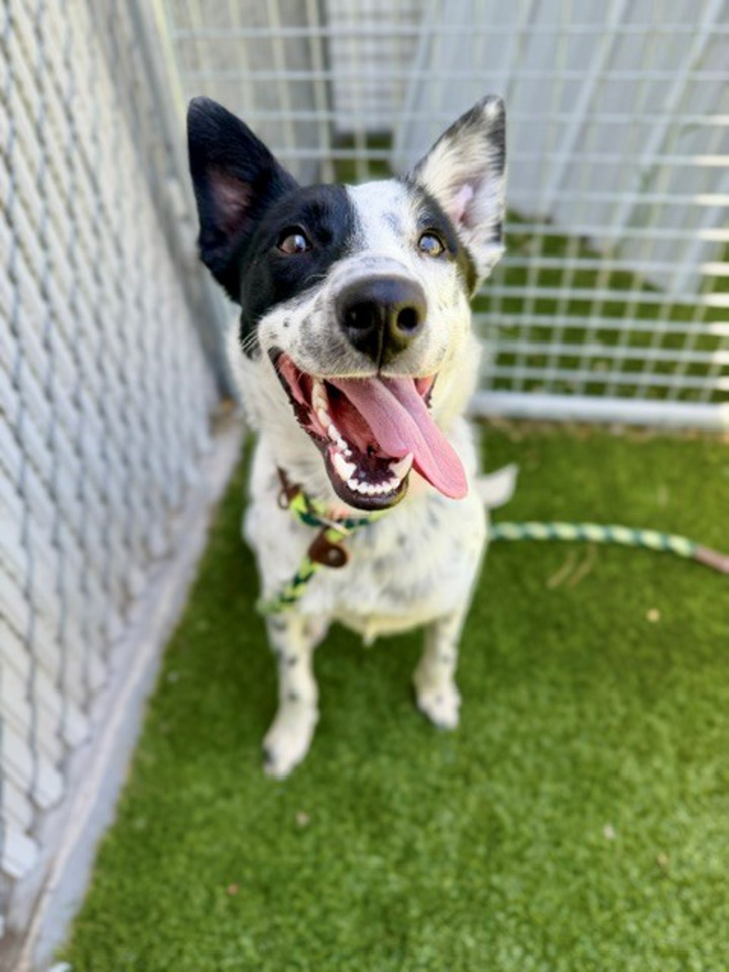 Shelter Stray Male Dog last seen Near W 3180 S, Magna Township, UT, 84044, 511 W 3900 S, Salt Lake City, UT 84123, USA