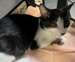 Shelter Stray Female Cat last seen Harbor Road, STATEN ISLAND, NY, 10303, 3139 Veterans Rd W, Staten Island, NY 10309, USA