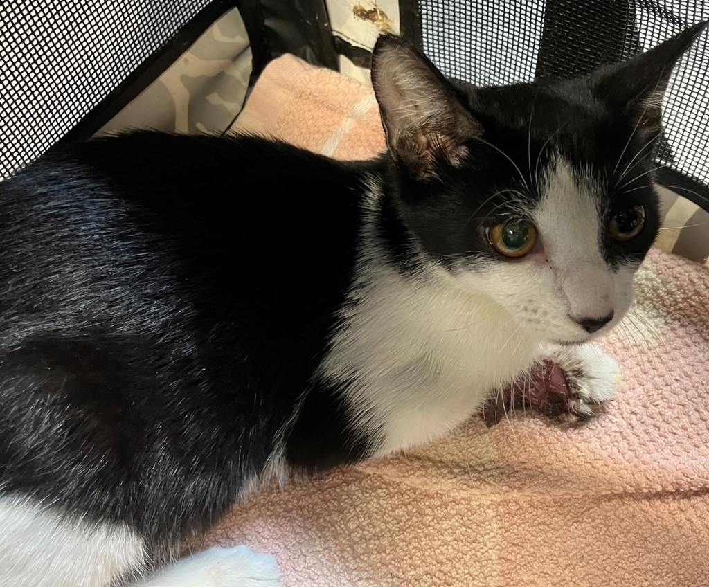 Shelter Stray Female Cat last seen Harbor Road, STATEN ISLAND, NY, 10303, 3139 Veterans Rd W, Staten Island, NY 10309, USA