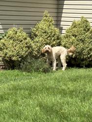 Reunited Unknown Dog last seen Lakehurst and Grinnel, St. Louis, MO 63146