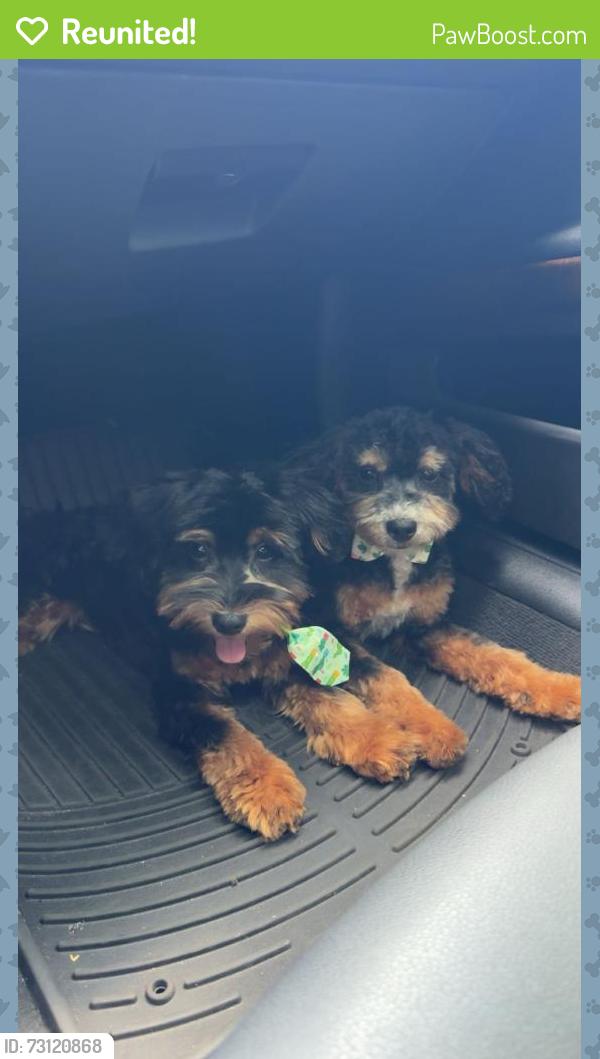 Reunited Male Dog last seen Near phinizy st, Grovetown, GA 30813