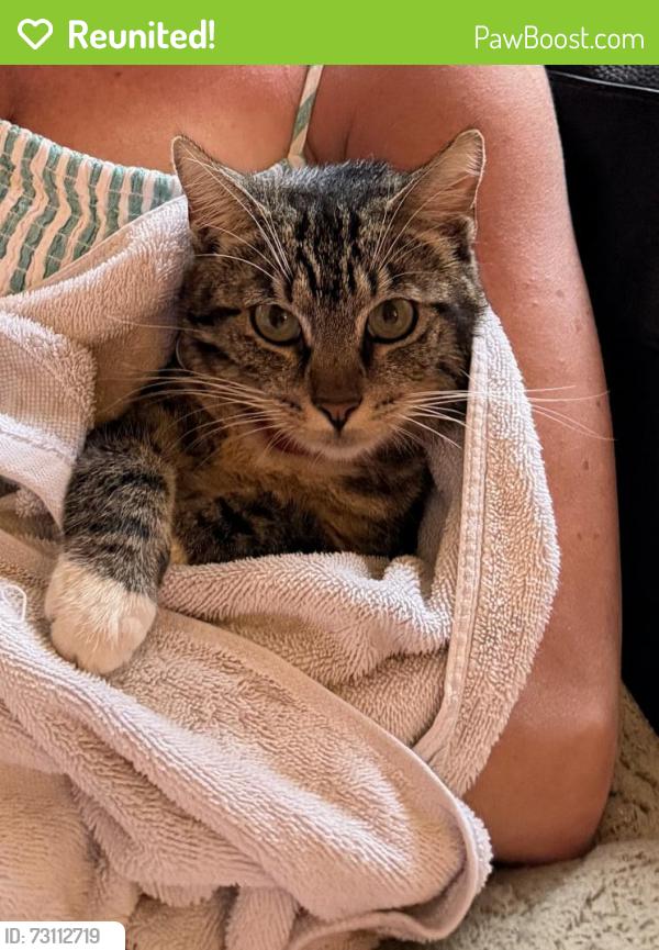 Reunited Female Cat last seen Stratford dr, Encinitas, CA 92024