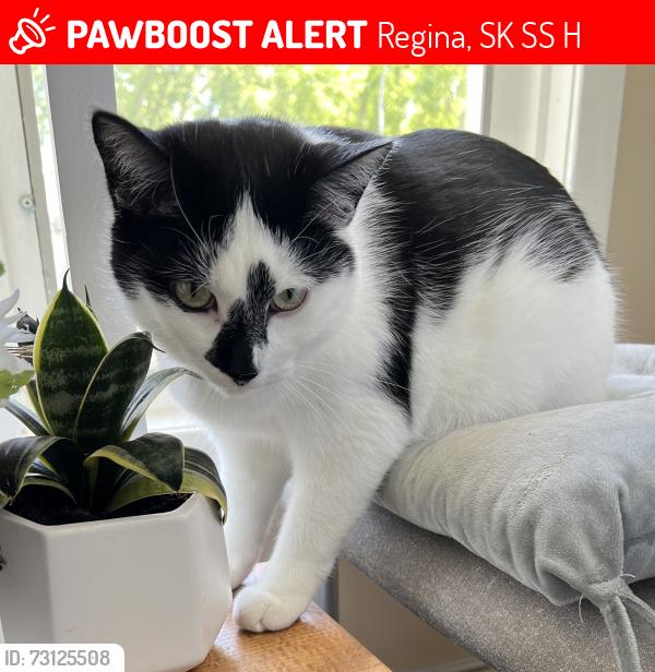Lost Male Cat last seen Spence St by Parliament St in Whitmore park/ Hillsdale Area, Regina, SK S4S 4H4
