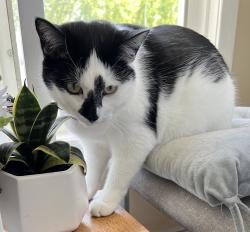 Lost Male Cat last seen Spence St by Parliament St in Whitmore park/ Hillsdale Area, Regina, SK S4S 4H4