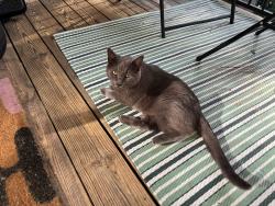Found/Stray Female Cat last seen Elm Lane and Bevington Place, Charlotte, NC 28277