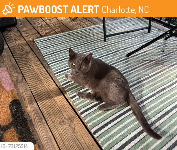 Found/Stray Female Cat last seen Elm Lane and Bevington Place, Charlotte, NC 28277