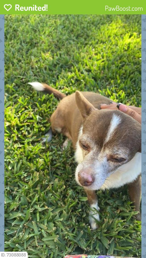 Reunited Female Dog last seen San Antonio and Belmont in Ontario, by Phillips, Ontario, CA 91762