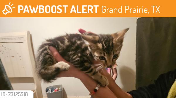 Found/Stray Female Cat last seen Pioneer Pkwy and Robinson Rd, Grand Prairie, TX 75052