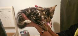 Found/Stray Female Cat last seen Pioneer Pkwy and Robinson Rd, Grand Prairie, TX 75052