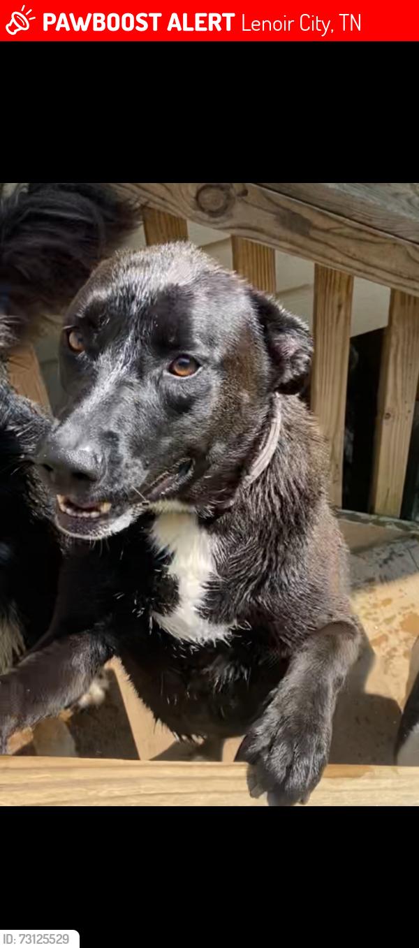 Lost Female Dog last seen Manis rd, Lenoir City, TN 37771