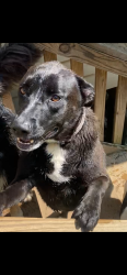 Lost Female Dog last seen Manis rd, Lenoir City, TN 37771