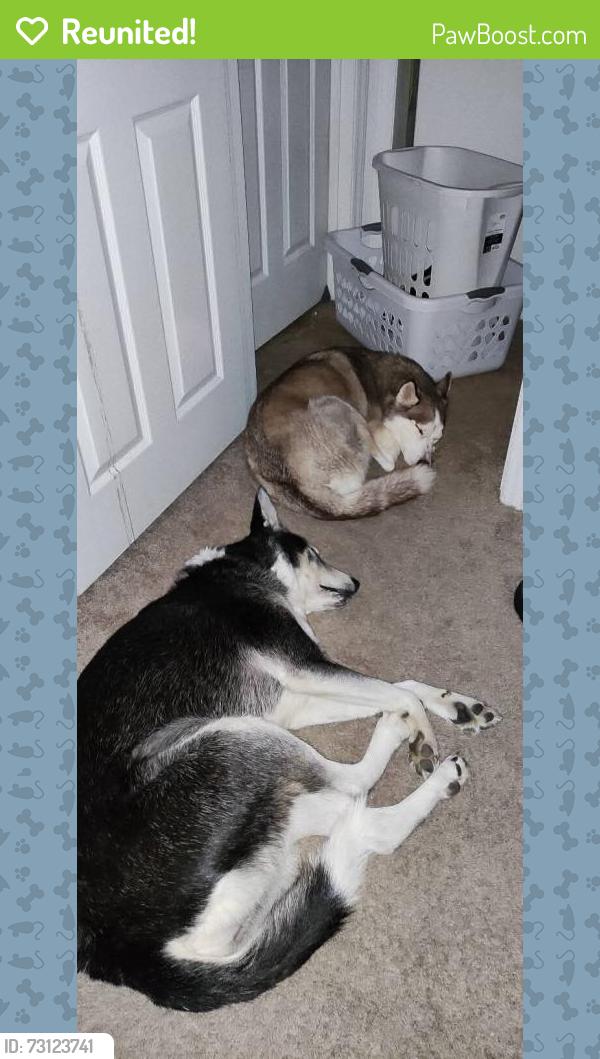 Reunited Female Dog last seen Monroe, NC, USA, Monroe, NC 28112