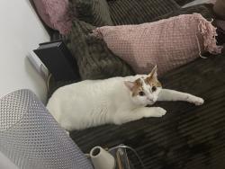 Reunited Male Cat last seen Silver Dr, Santa Ana, CA 92703, USA, Santa Ana, CA 92703
