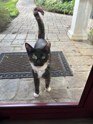 Found/Stray Female Cat last seen Powderpoint Drive, Hickory, NC 28601