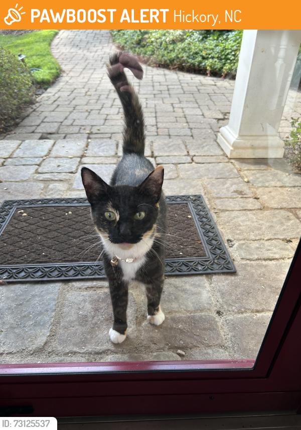 Found/Stray Female Cat last seen Powderpoint Drive, Hickory, NC 28601