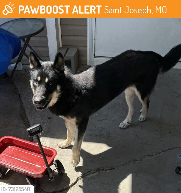 Found/Stray Male Dog last seen 32nd & Seneca, Saint Joseph, MO 64507