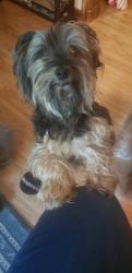 Reunited Male Dog last seen Waterview Road off of S Western Ave, Oklahoma City, OK 73170