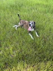 Reunited Female Dog last seen SR 241 williston florida, Williston, FL 32696