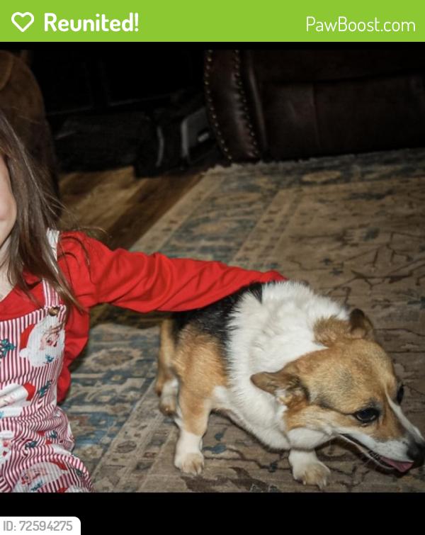 Reunited Female Dog last seen 59th and Post, Oklahoma City, OK 73150