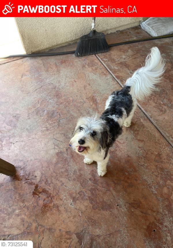 Lost Male Dog last seen Williams Rd, Salinas, CA 93905