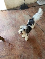 Lost Male Dog last seen Williams Rd, Salinas, CA 93905
