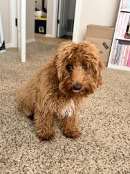 Reunited Female Dog last seen Chuck Heinrich Park Trails, El Paso, TX 79934