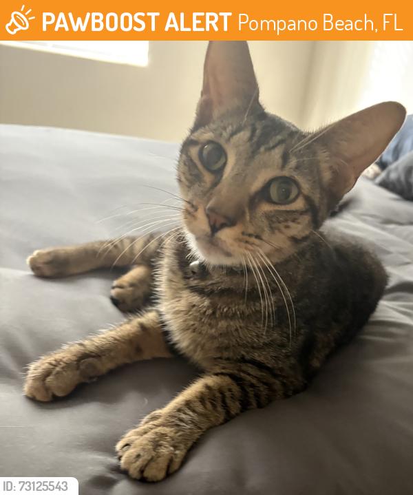 Found/Stray Female Cat last seen Atlantico, Pompano Beach, FL 33069