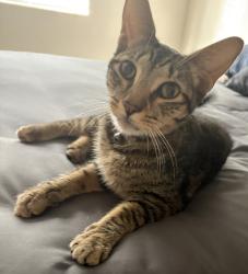 Found/Stray Female Cat last seen Atlantico, Pompano Beach, FL 33069