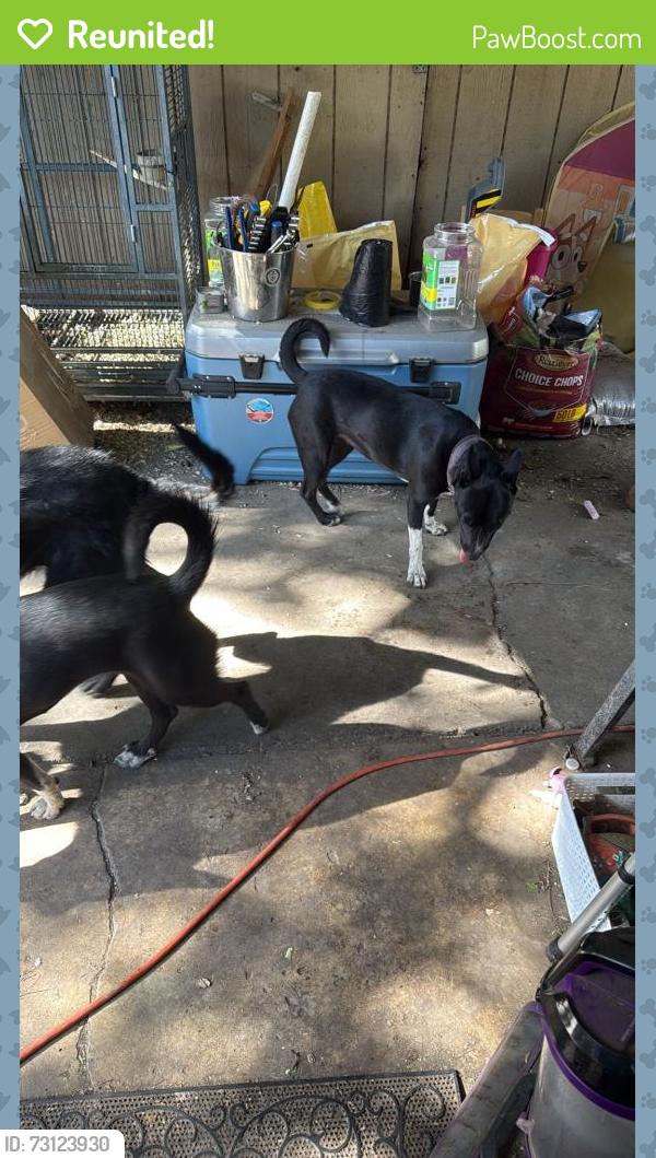 Reunited Female Dog last seen Johnston st and east oak ave, Woodland, CA 95776