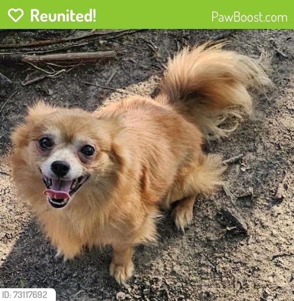 Reunited Male Dog last seen Mathew Rd, Camp Wisdom, Grand Prairie, TX 75052