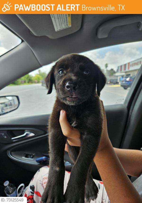 Found/Stray Male Dog last seen Vermillion Elementary, Brownsville, TX 78521