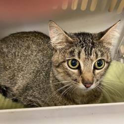 Shelter Stray Female Cat last seen , 2350 Appling City Cove, Memphis, TN 38133, USA