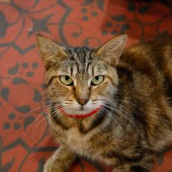 Shelter Stray Female Cat last seen , 3607 N Armenia Ave, Tampa, FL 33607, USA