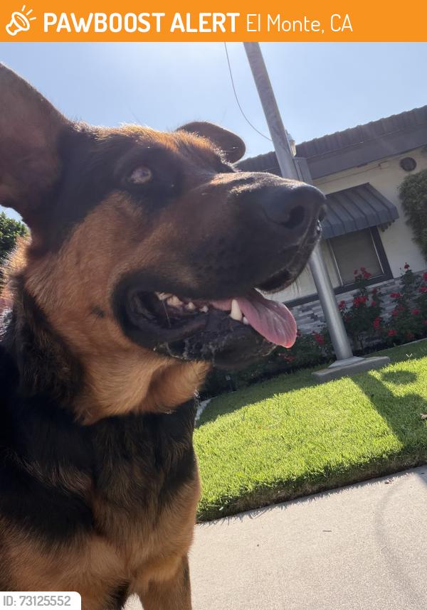 Found/Stray Female Dog last seen Garvey Ave, El Monte, CA 91733