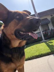 Found/Stray Female Dog last seen Garvey Ave, El Monte, CA 91733