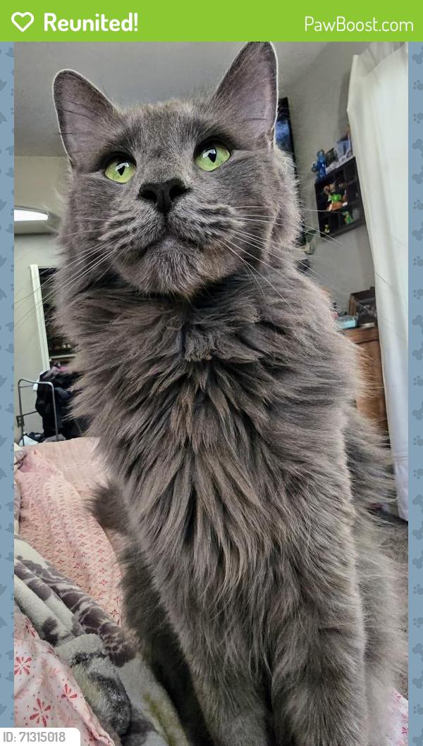 Reunited Male Cat last seen Near E Irwin Ave, Mesa, AZ 85204