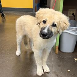 Shelter Stray Male Dog last seen , 3428 S Jenkins Ave, Norman, OK 73072, USA
