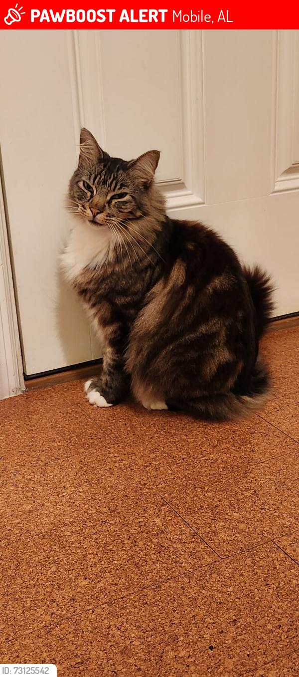 Lost Male Cat last seen Sage Avenue and Emogene Street, Mobile, AL 36606
