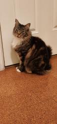 Lost Male Cat last seen Sage Avenue and Emogene Street, Mobile, AL 36606