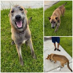 Reunited Male Dog last seen Hwy359, Fort Bend County, TX 77441